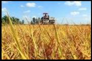 Workshop discusses growing 1 million ha of high-quality rice