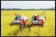 Institute works hard on improving specialty rice varieties